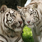 Erlebnispark Safari, © Zoo Safaripark Stukenbrock